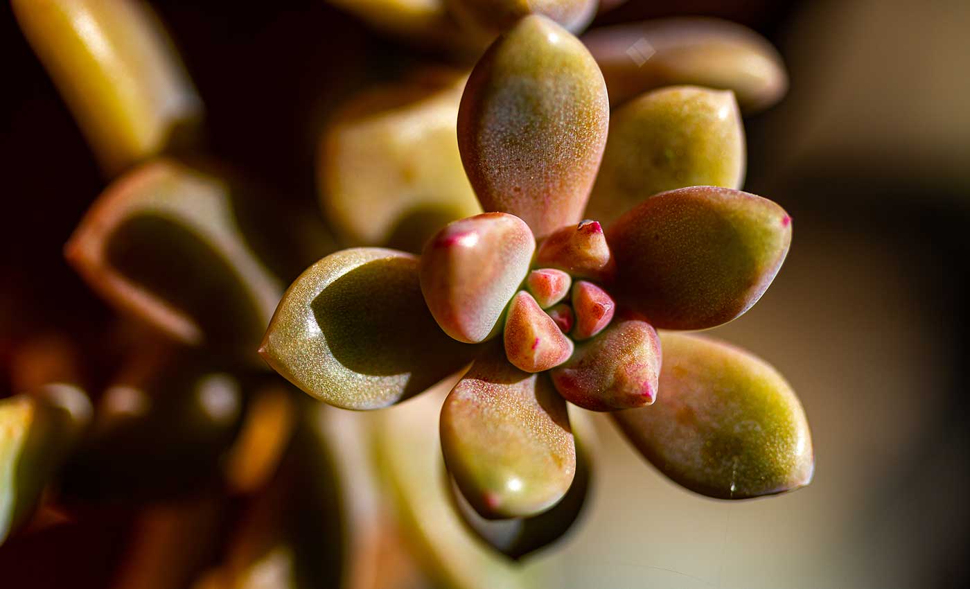 Focus Macro Lens Banner